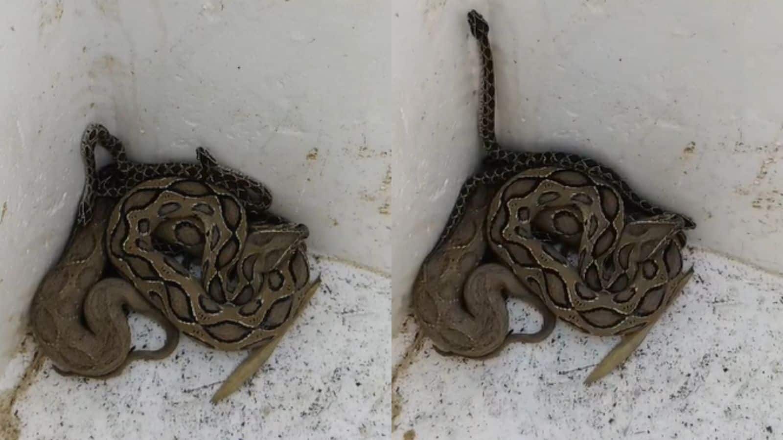 Video: ट्यूबेल चेंबर में अपने 22 बच्चों को लेकर बैठी हुई थी सांपों की मां, ये अंडे नहीं देती सीधे बच्चे पैदा करती!