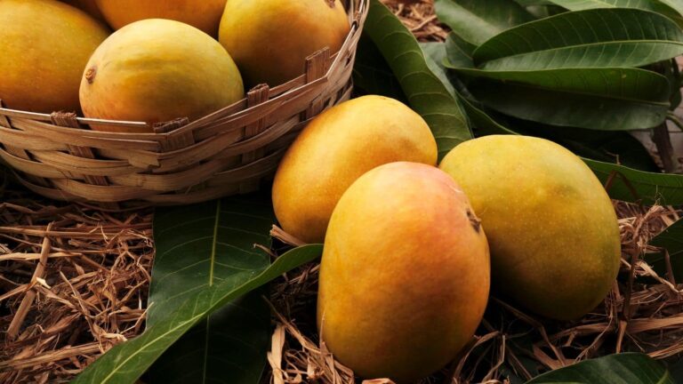 Mango storage tips: आम का सीजन खत्म होने के बाद भी लें स्वाद का मजा, जानिए आसान उपाय
