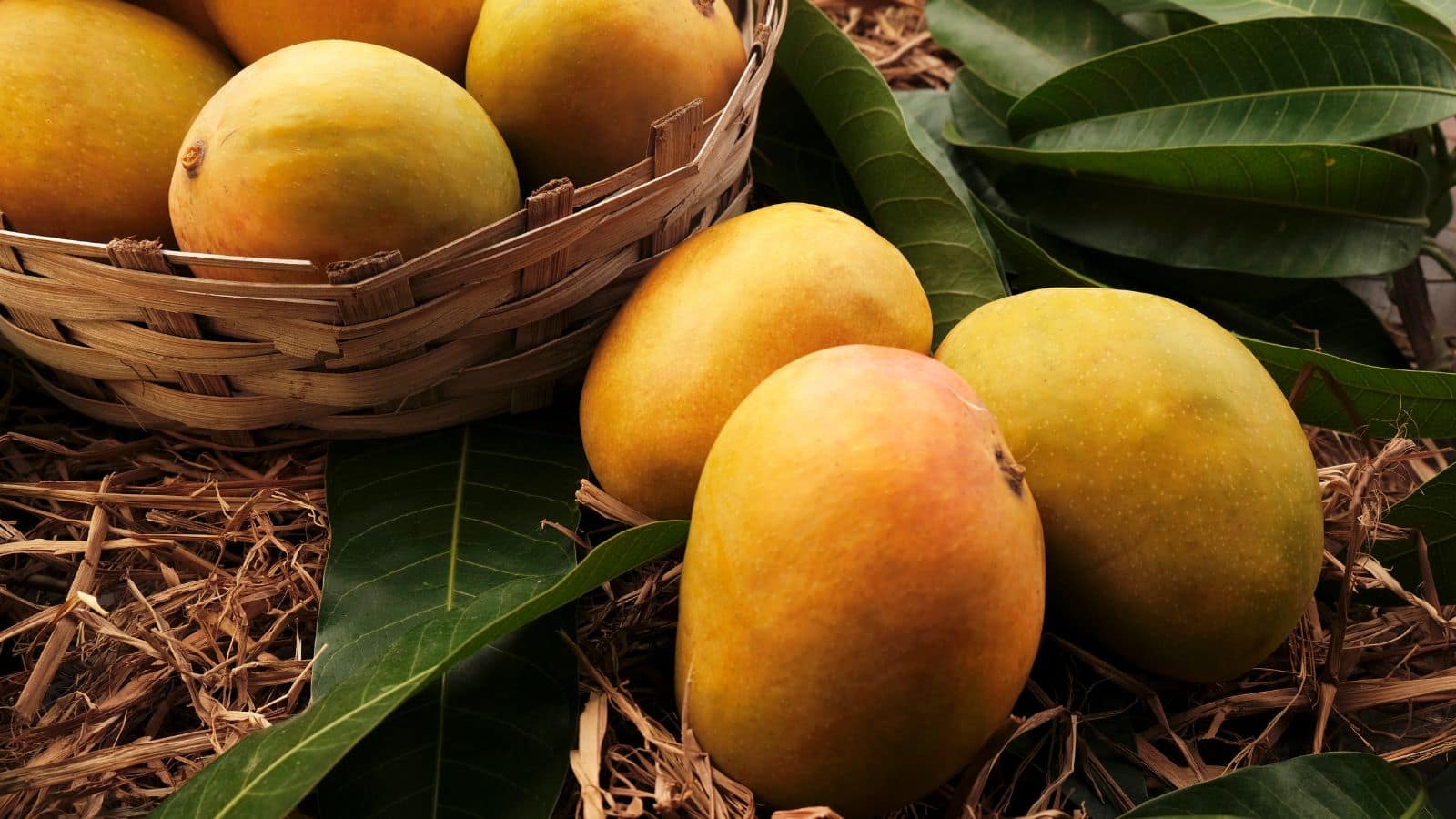 Indian Mango Ban: नेपाल ने भारतीय आम पर लगाया पूरी तरह से बैन, सरकार ने दिए ये आदेश