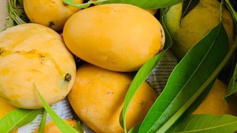 नेपाल ने भारत के केले के साथ जो गलती की, अब वही उसने आम के साथ कर दी; रेट जैसे भागा था वैसा फिर हुआ तो पछताना पड़ेगा!