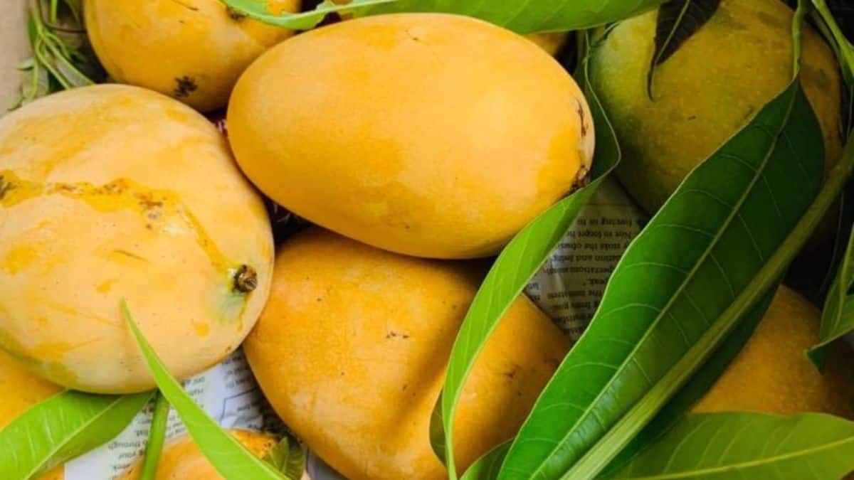 नेपाल ने भारत के केले के साथ जो गलती की, अब वही उसने आम के साथ कर दी; रेट जैसे भागा था वैसा फिर हुआ तो पछताना पड़ेगा!