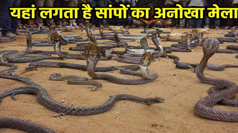 Snake Fair News: यहां हर साल लगता है सांपों का अनोखा मेला! इस 'हनीमून स्पॉट' पर 75,000 से ज्यादा सांप करते हैं रोमांस