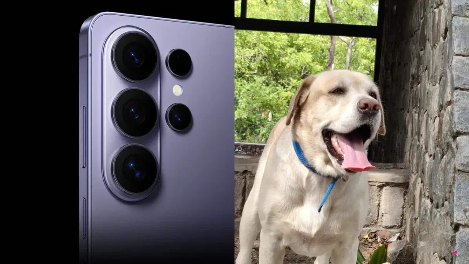 Samsung ने पेश किया नया AI फीचर, सिर्फ फोटो देखकर बताएगा आपके पालतू जानवर की बीमारी