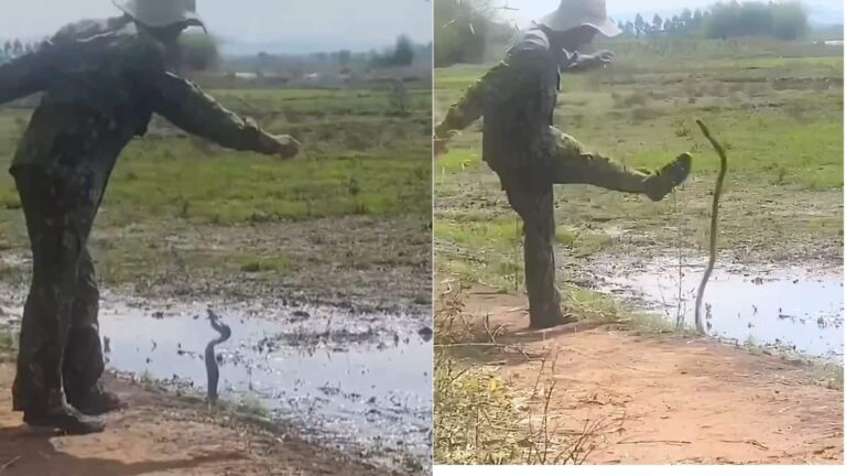 Viral Video: कोबरा और इंसान की जबरदस्त भिड़ंत, फिर जो हुआ देखकर लोगों के उड़ गए होश, वीडियो हुआ वायरल