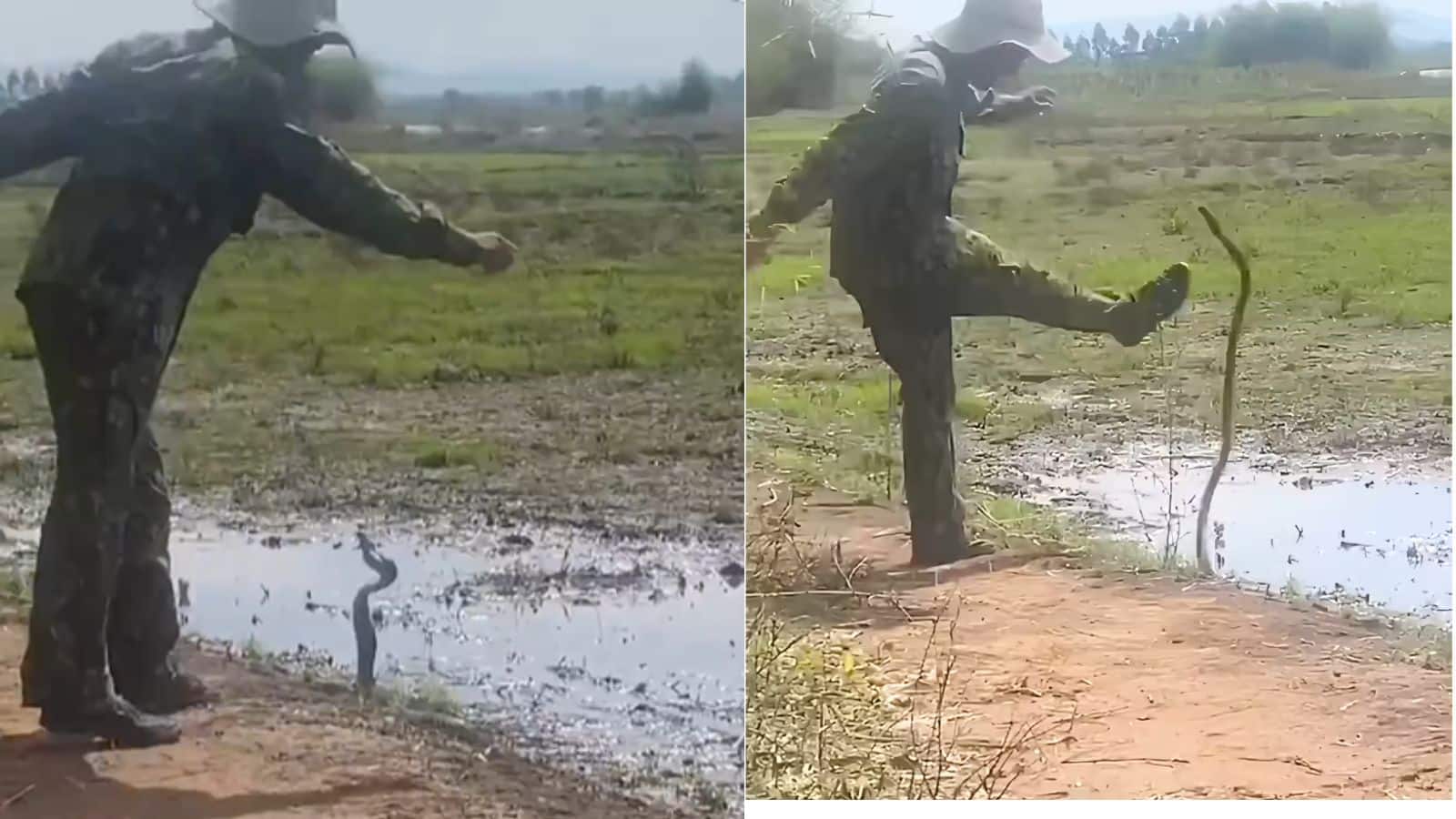 Viral Video: कोबरा और इंसान की जबरदस्त भिड़ंत, फिर जो हुआ देखकर लोगों के उड़ गए होश, वीडियो हुआ वायरल