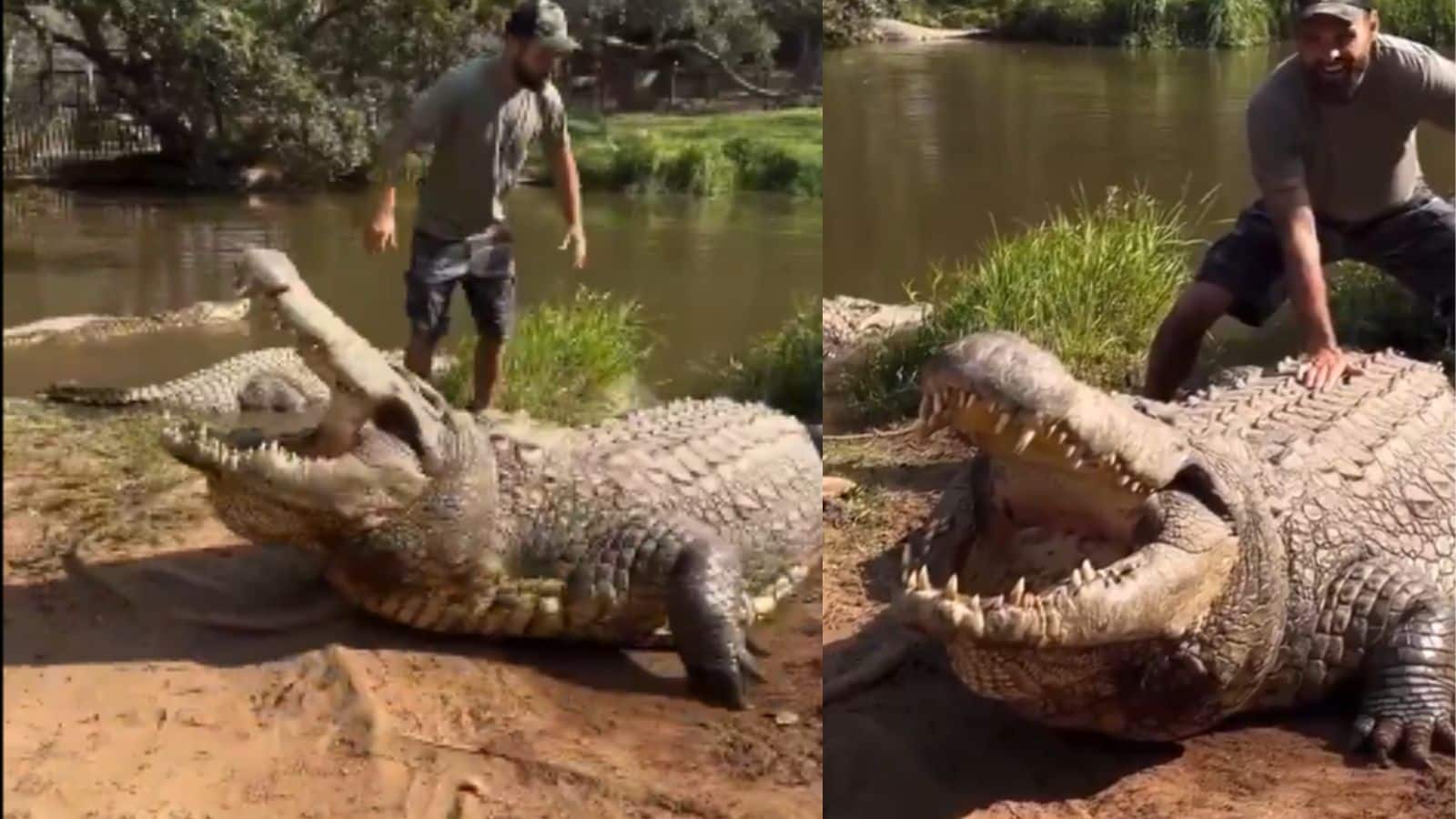 Henry crocodile video: शताब्दी पुरानी उम्र वाला ओल्डेस्ट जीवित मगरमच्छ हेनरी, अबतक कैसे जिंदा है ये बात IFS ने समझाई