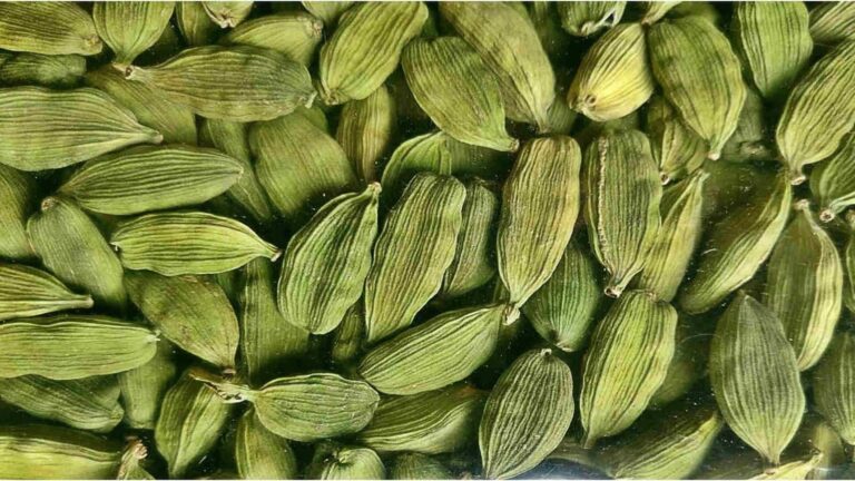 Commodity News : वित्त वर्ष 2026 में भारत का इलायची निर्यात तीन गुना से ज्यादा बढ़कर 43.6 करोड़ डॉलर पर रहा