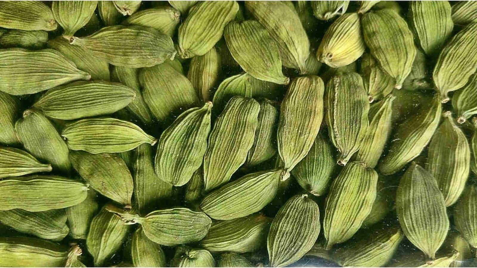 Commodity News : वित्त वर्ष 2026 में भारत का इलायची निर्यात तीन गुना से ज्यादा बढ़कर 43.6 करोड़ डॉलर पर रहा