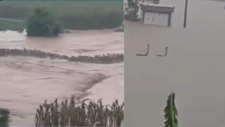 चीन में सांपों का आतंक! पानी में तैरते मिले 900 सांप, कोबरा के खौफनाक वीडियो ने मचाई दहशत