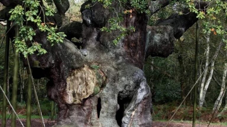 शेरवुड फॉरेस्ट में नहीं रहा 1200 साल पुराना रॉबिन हुड ओक का पेड़, नई पत्तियां उगनी हुई बंद,  लोगों का टूटा दिल