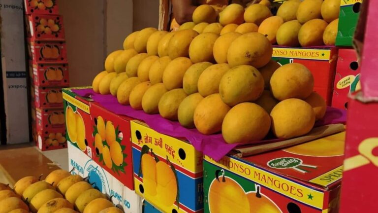 अल्फांसो आम की फसल को गर्मी ने दिया झटका, फिर भी रिकॉर्ड 34 देशों तक पहुंचा भारत का हापुस