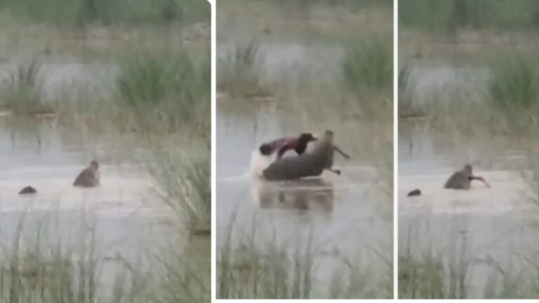 Video: देखते ही देखते पानी में समा गया मासूम, बहराइच में मगरमच्छ के हमले का डरावना वीडियो आया सामने