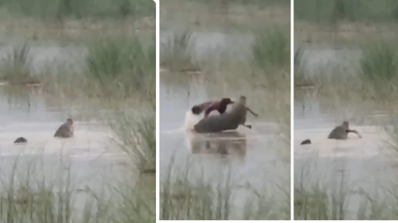 Video: देखते ही देखते पानी में समा गया मासूम, बहराइच में मगरमच्छ के हमले का डरावना वीडियो आया सामने