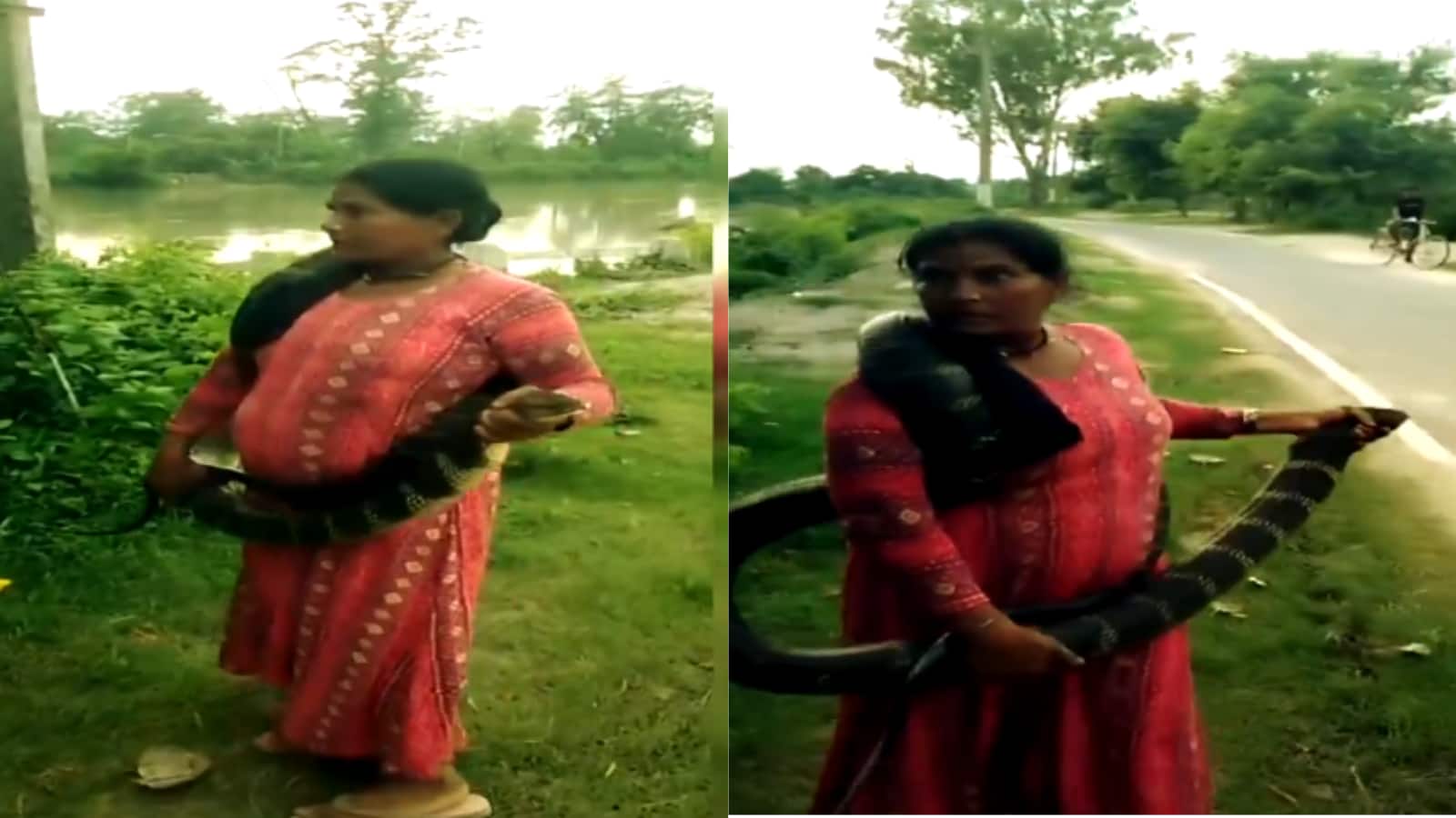 Video: 10 फीट लंबे कोबरा को आराम से गले में डाल बिहार में घूम रही इस महिला ने सबको हैरत में डाला! कौन है ये?
