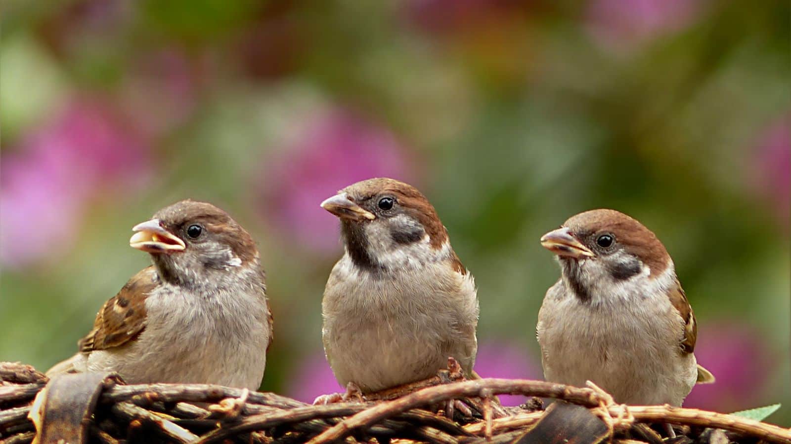 Bird Songs AI Study: AI ने सुनी 1.16 लाख चिड़ियों की आवाजें, वैज्ञानिकों को मिला चौंकाने वाला नतीजा
