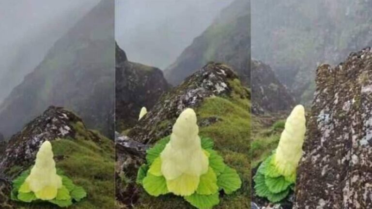 हर 7 से 15 साल में खिलने वाला ये हिमालयन फूल है खास, लंबाई इंसानों से भी ज्यादा