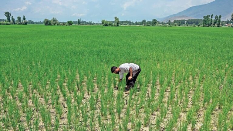 मानसून का इस बार खेती पर कैसा असर! खरीफ फसलों की बुआई का गैप घटकर 2% पहुंचा पर धान दे रहा टेंशन, समझिए इसके मायने