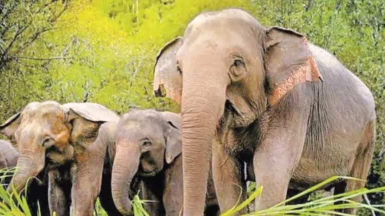 भारत के इन 5 राज्यों में बढ़ रहा इंसान और हाथी टकराव! WII ने मैप किए 5 राज्यों के बड़े हॉटस्पॉट्स