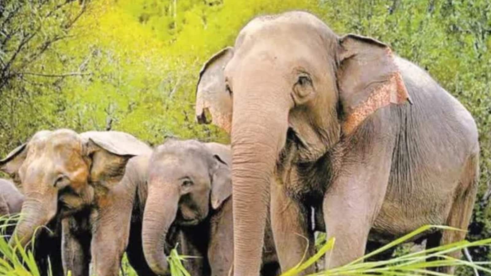 भारत के इन 5 राज्यों में बढ़ रहा इंसान और हाथी टकराव! WII ने मैप किए 5 राज्यों के बड़े हॉटस्पॉट्स