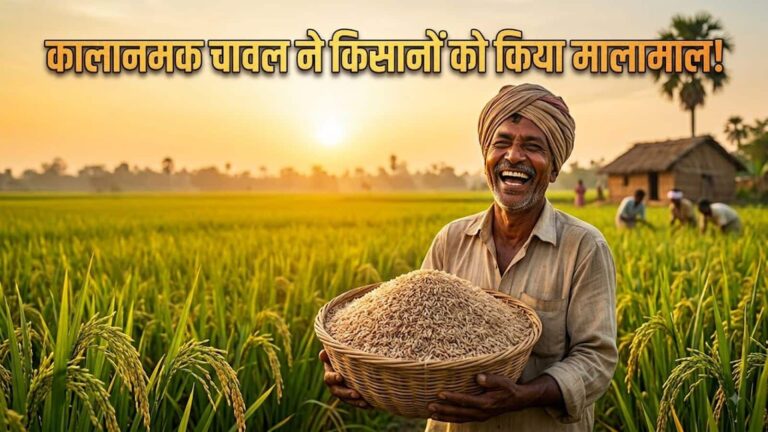Kalanamak Rice: ₹40 से ₹150 पहुंचा कालानमक चावल का भाव! 5 गुना बढ़ा उत्पादन, 'बुद्ध राइस' ने किसानों की बल्ले-बल्ले कर दी