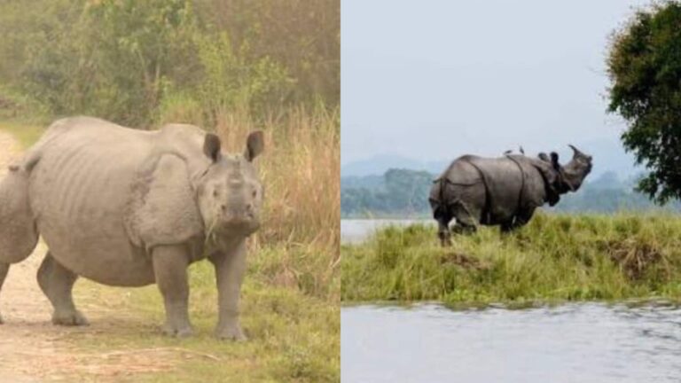 हम दूसरा काजीरंगा नहीं बना सकते... हर्ष गोयनका की पोस्ट ने छेड़ी बहस, क्यों चर्चा में है ये मशहूर नेशनल पार्क, क्या करने जा रही सरकार?