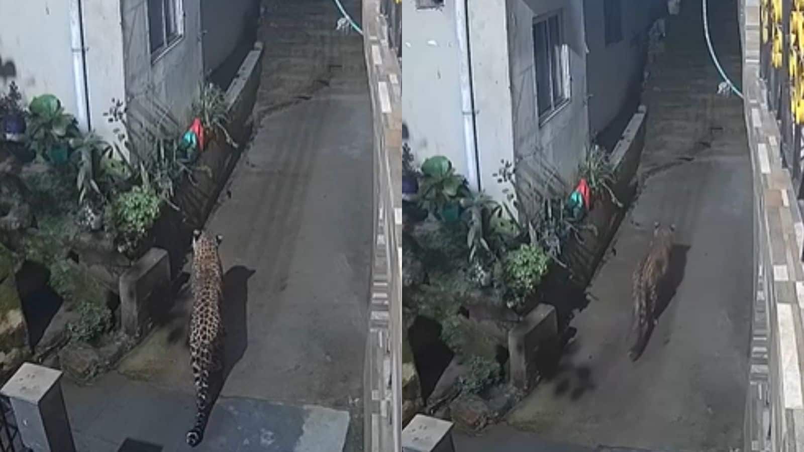 अस्पताल में मरीज सो रहे थे, तभी कैंपस में आ गया तेंदुआ, CCTV फुटेज देख सहमे लोग