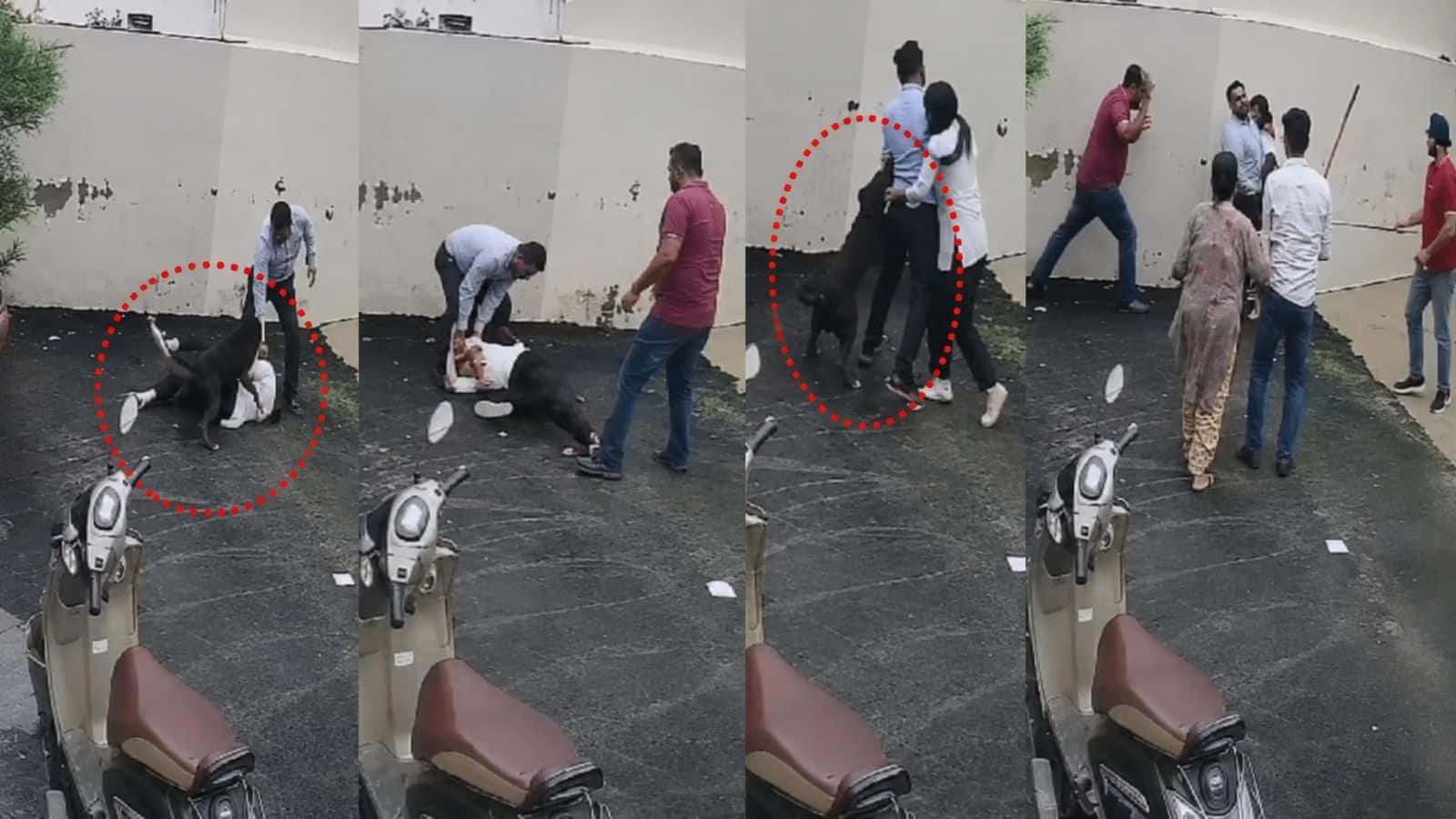 Pitbull attack: पटियाला में किराए का घर देखने गए कपल पर पिटबुल कुत्ते ने किया जानलेवा हमला, खौफनाक CCTV वीडियो देखिए