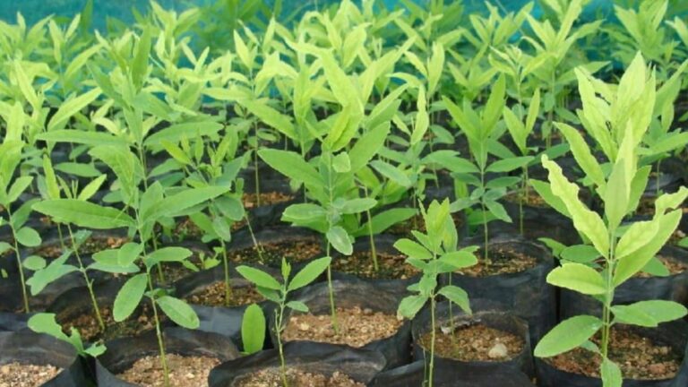 सिर्फ 100 रुपये का पौधा और 20 साल बाद बड़ा फायदा? लाल चंदन की खेती से कमाई का तरीका जानिए