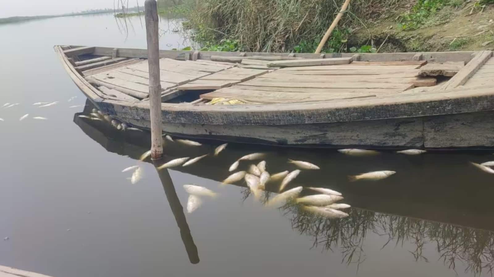 दिल्ली और हरियाणा की यमुना की मछलियों में बड़ा फर्क पता चला, किसमें ज्यादा माइक्रोप्लास्टिक? ये है चौंकाने वाली स्टडी का रिजल्ट