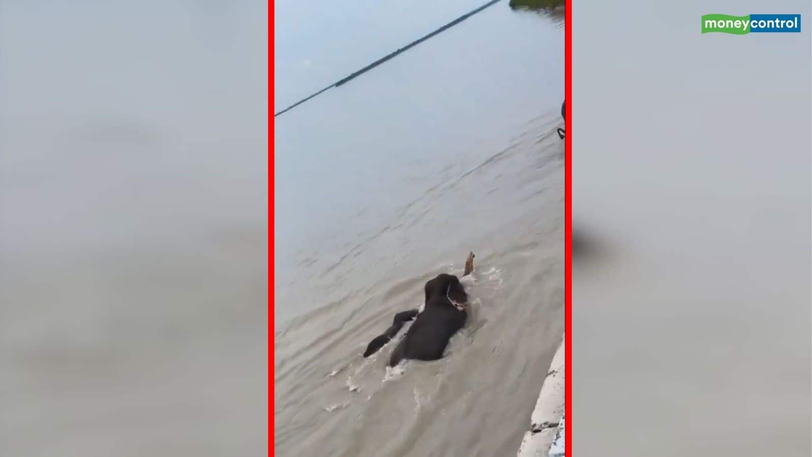 नेपाल की बाढ़ में बह गई हाथियों की ये पूरी फैमिली और पहुंच गई बहराइच के कैलाशपुरी बैराज, इमोशनल नजारा
