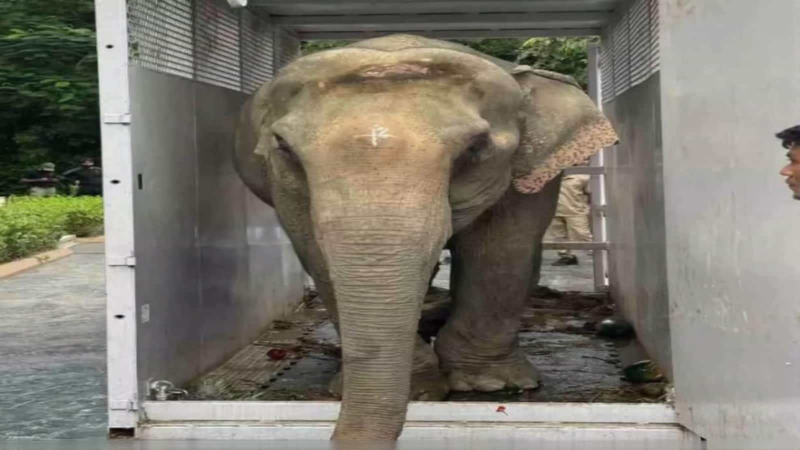असम में बाढ़ में घायल हथिनी 'जॉयमोती' को मिला नया जीवन, इलाज के लिए वंतारा किया गया एयरलिफ्ट