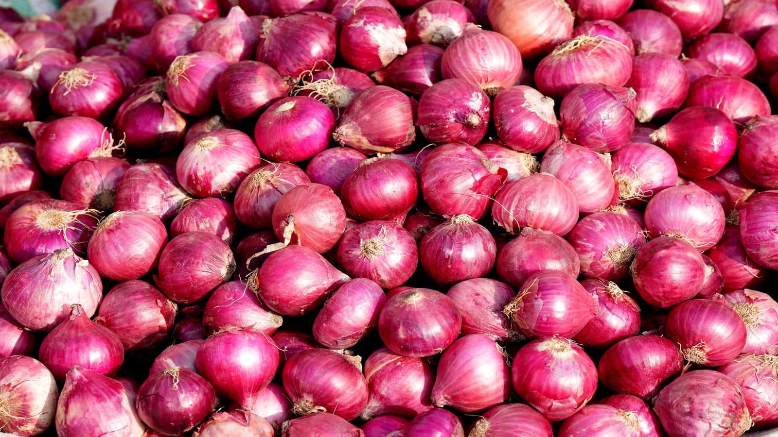Onion Price Hike Kanda Express: प्याज की कीमतों में 45% का उछाल! केंद्र सरकार आज से चलाएगी 'कांदा एक्सप्रेस'