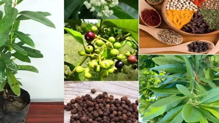 लौंग से दालचीनी तक का स्वाद देगा सिर्फ एक पौधा! घर के गमले में ही उगाएं किंग ऑफ स्पाइस प्लांट