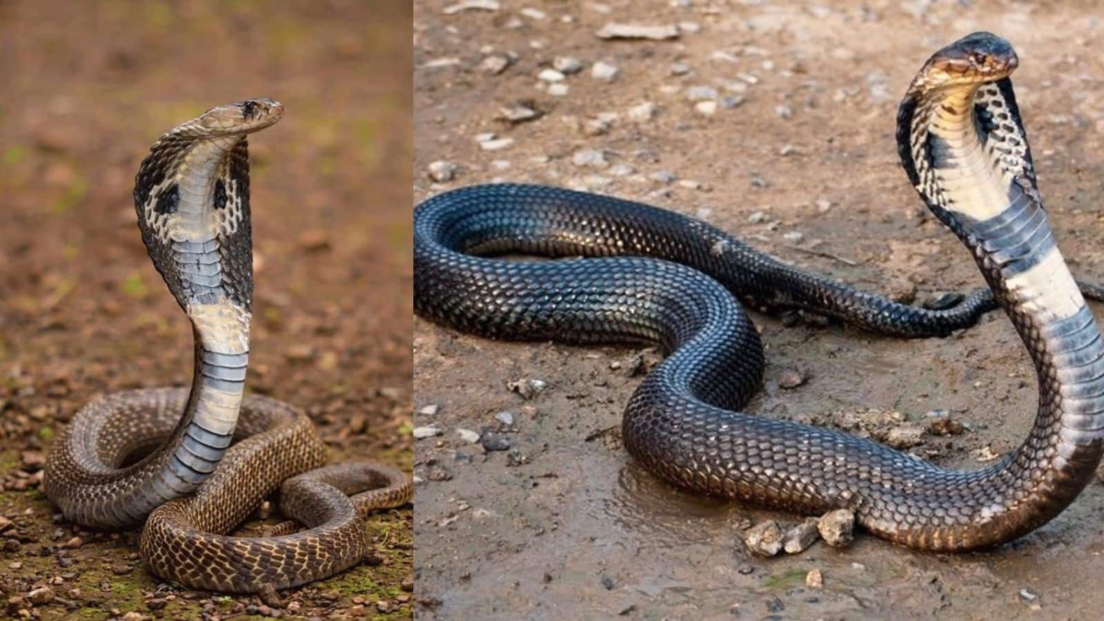 Snake: नाग और सांप को लेकर अक्सर होता है कन्फ्यूजन, जानिए विज्ञान के हिसाब से दोनों में क्या अंतर है