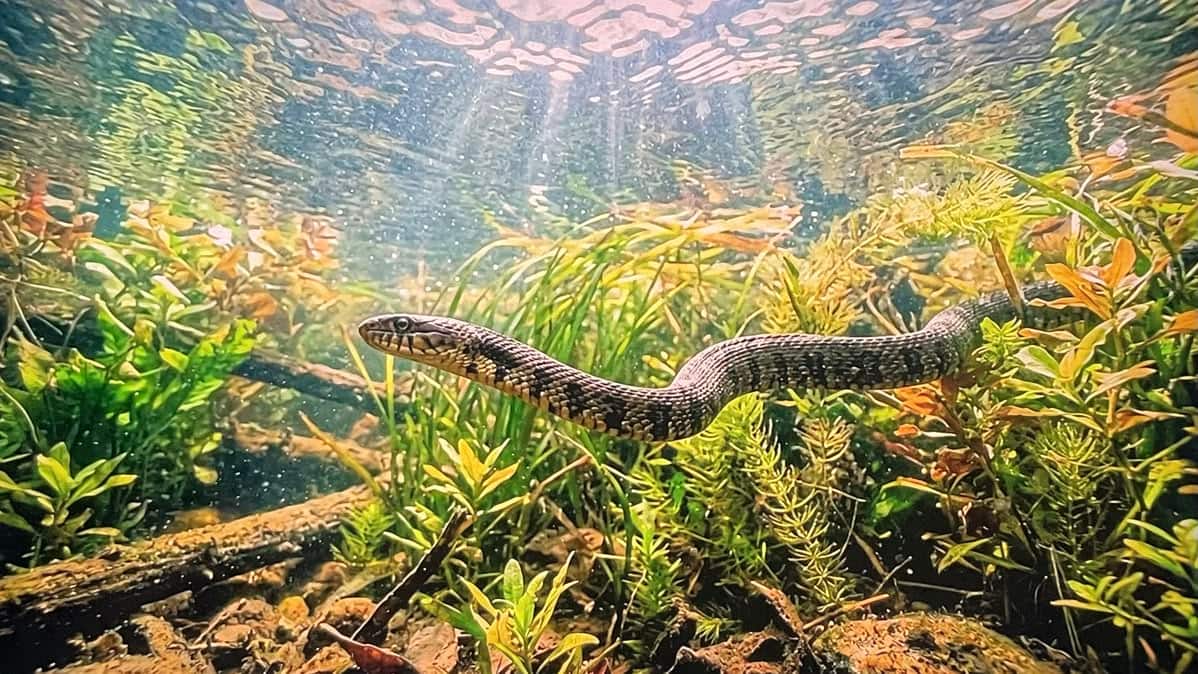 मानसून में सिर्फ मच्छर ही नहीं, सांपों से भी रहें सतर्क! अपनाएं ये उपाय