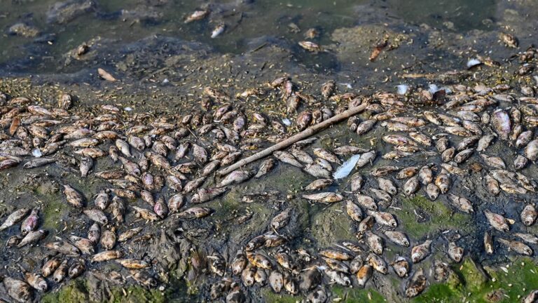 Bihar Mystery Fish: नेपाल की बाढ़ के साथ बिहार पहुंची अजीब मछलियां, इनको खाते ही हो रहीं बड़ी दिक्कतें! सरकार ने अब ये बताया