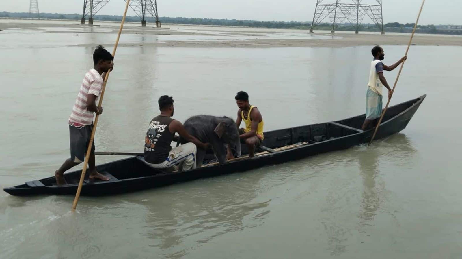 Viral video: तीस्ता नदी में चार दिन का हाथी का बच्चा बहा, 4 KM दूर जाकर डूब रहे बेबी को मछुआरों ने ऐसे बचाया, देखें वीडियो