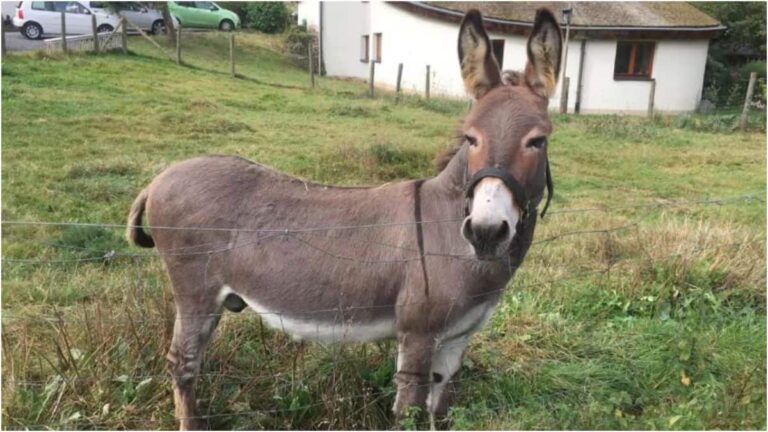 Pakistan Donkeys: पाकिस्तान में रोज कट रहे 800 गधे! चीन के इस प्लान से करोड़ों डॉलर की कमाई