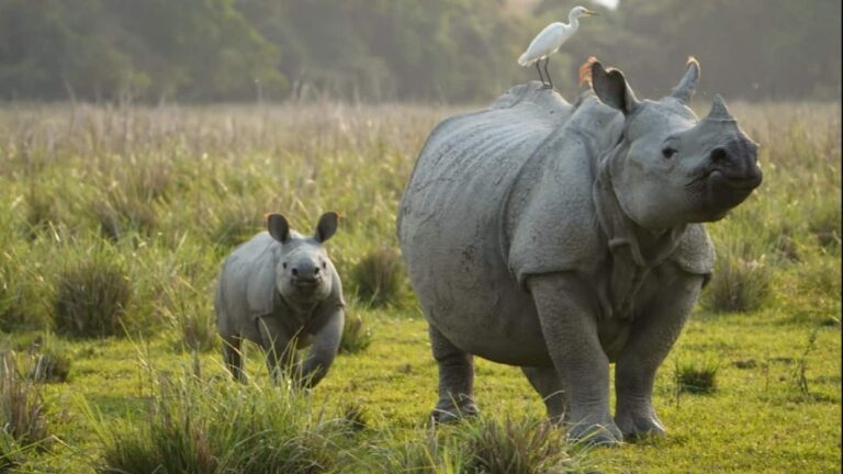 Project Rhino: प्रोजेक्ट चीता के बाद अब देश में शुरू होगा प्रोजेक्ट राइनो, वर्ल्ड राइनो डे पर पीएम मोदी ने किया ऐलान
