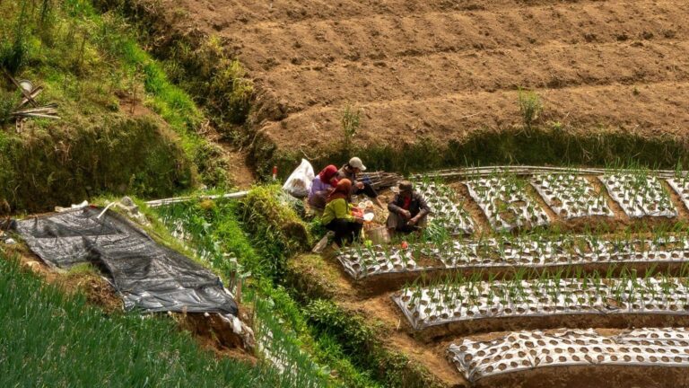 भारत में एक दशक का सबसे असमान मानसून! CRISIL ने चेताया- फसलों की पैदावार, रबी बुआई पर भी खतरा