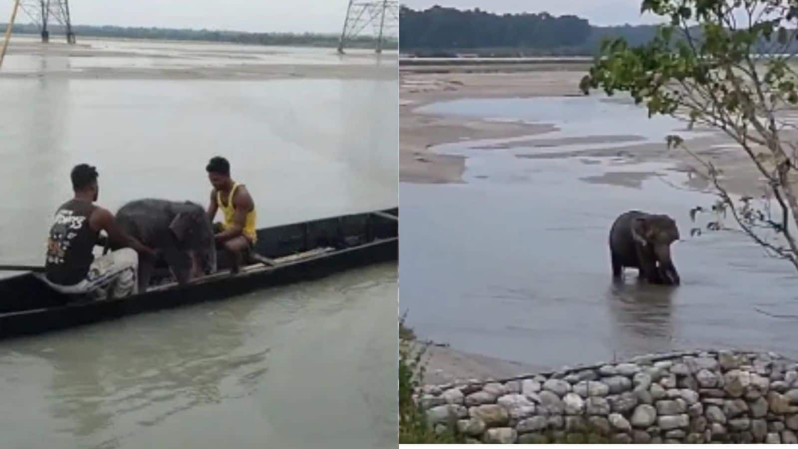 जिस हाथी के बच्चे को तीस्ता नदी में डूबने से बचाया गया जब वो अपनी मां से मिला तो इमोशनल करने वाला था नजारा