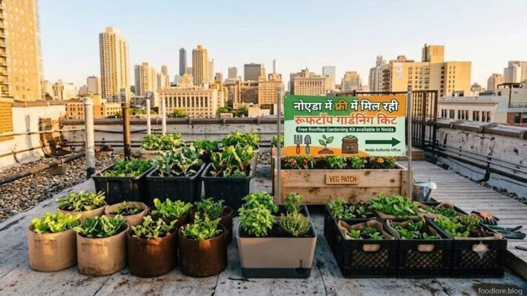 Noida News: फ्री में मिल रही है रूफटॉप गार्डनिंग किट, छत पर उगा सकेंगे ताजी सब्जियां, ऐसे करें अप्लाई और जानिए जरूरी डॉक्यूमेंट्स