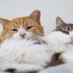 Mumbai cat killings: मुंबई में बिल्लियों की बेरहमी से हत्या से सनसनी, करीब 20 शव मिले; PETA ने आरोपी की गिरफ्तारी पर ₹50 हजार इनाम घोषित किया