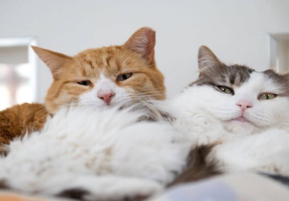 Mumbai cat killings: मुंबई में बिल्लियों की बेरहमी से हत्या से सनसनी, करीब 20 शव मिले; PETA ने आरोपी की गिरफ्तारी पर ₹50 हजार इनाम घोषित किया