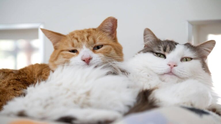 Mumbai cat killings: मुंबई में बिल्लियों की बेरहमी से हत्या से सनसनी, करीब 20 शव मिले; PETA ने आरोपी की गिरफ्तारी पर ₹50 हजार इनाम घोषित किया