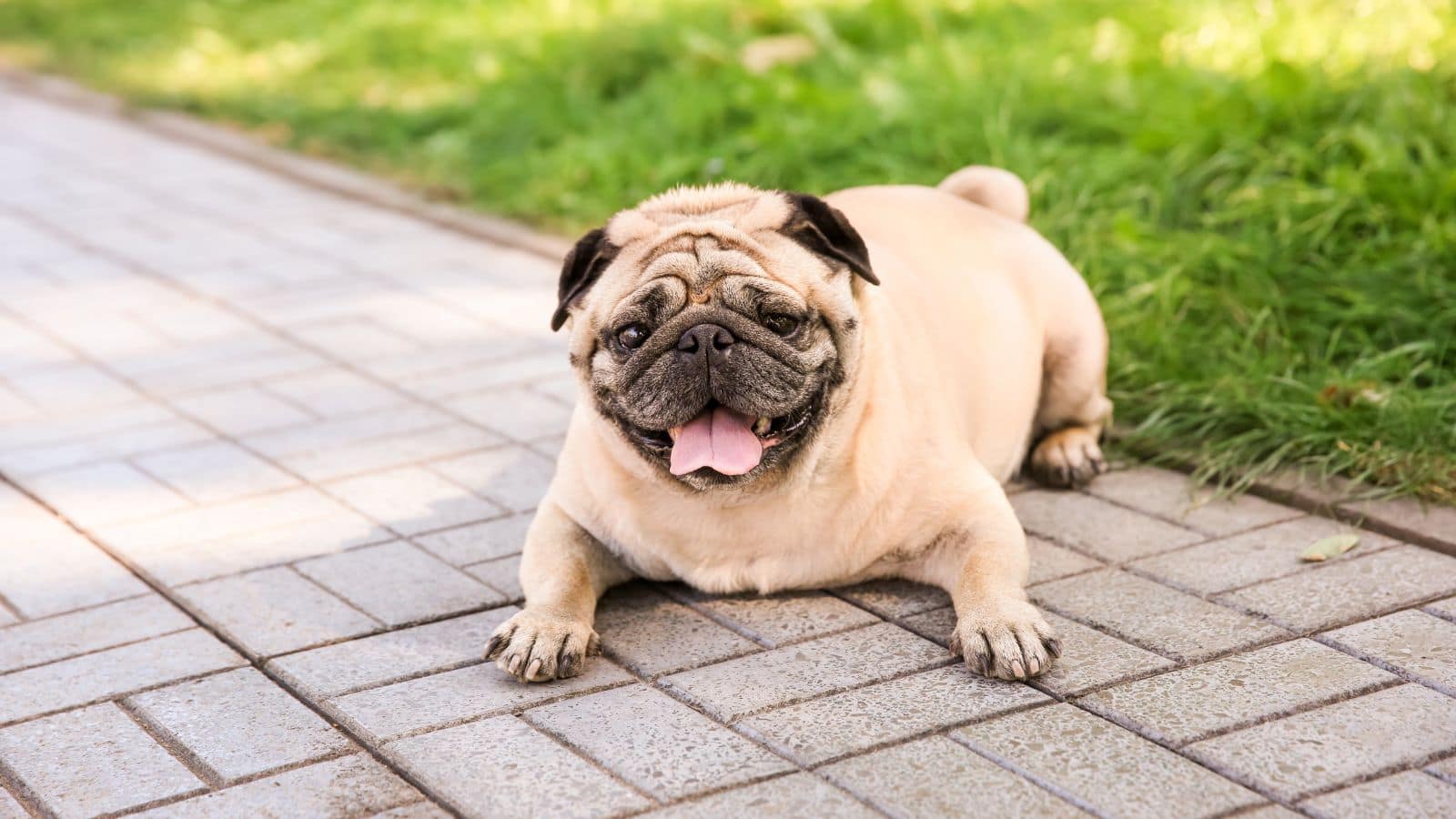 Fat Dogs of Delhi: कौन बनेगा दिल्ली का सबसे गोल-मटोल डॉग? 64 कंटेस्टेंट्स के बीच होगा मुकाबला