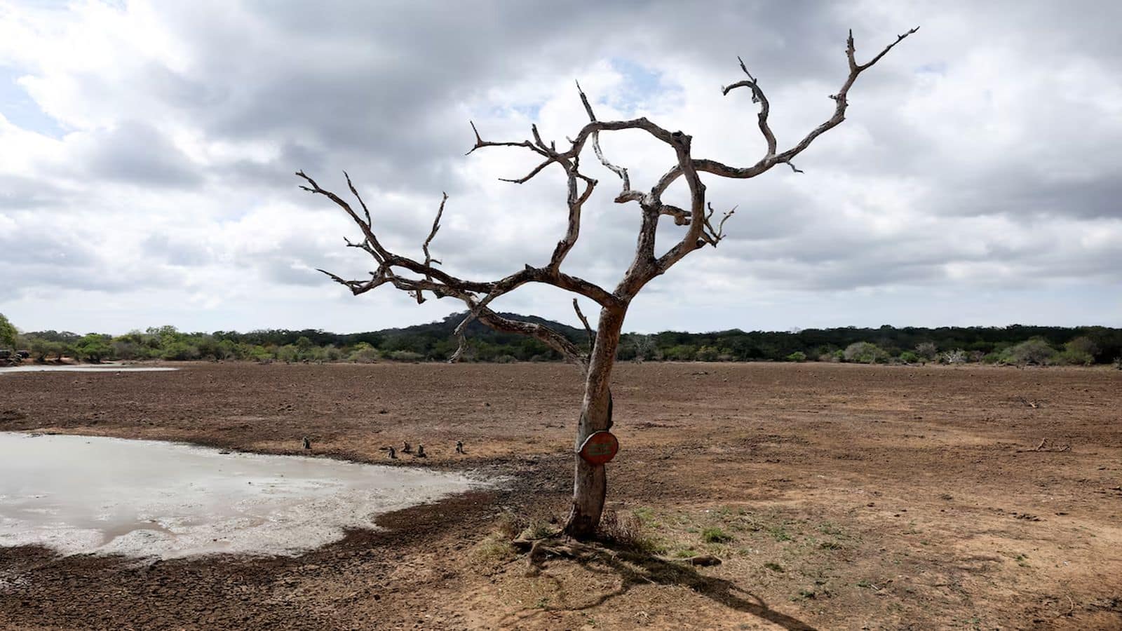 El Nino effect: अल नीनो का कहर! जानिए भारत के पड़ोसी देश श्रीलंका में लाखों लोगों के सामने इसने कैसे खड़ा कर दिया जल संकट