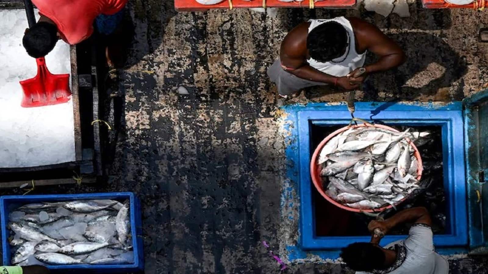 बिना हिल्सा के सूनी रहेगी बंगाल की दुर्गा पूजा, बांग्लादेश ने किया एक्सपोर्ट से इनकार