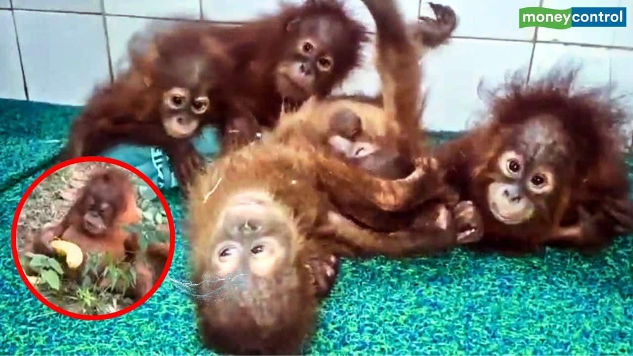 5 नन्हे ओरंगुटान बने भारत के VIP मेहमान! कैसे आए भारत ? जानिए इनके रहस्यमयी सफर की पूरी कहानी