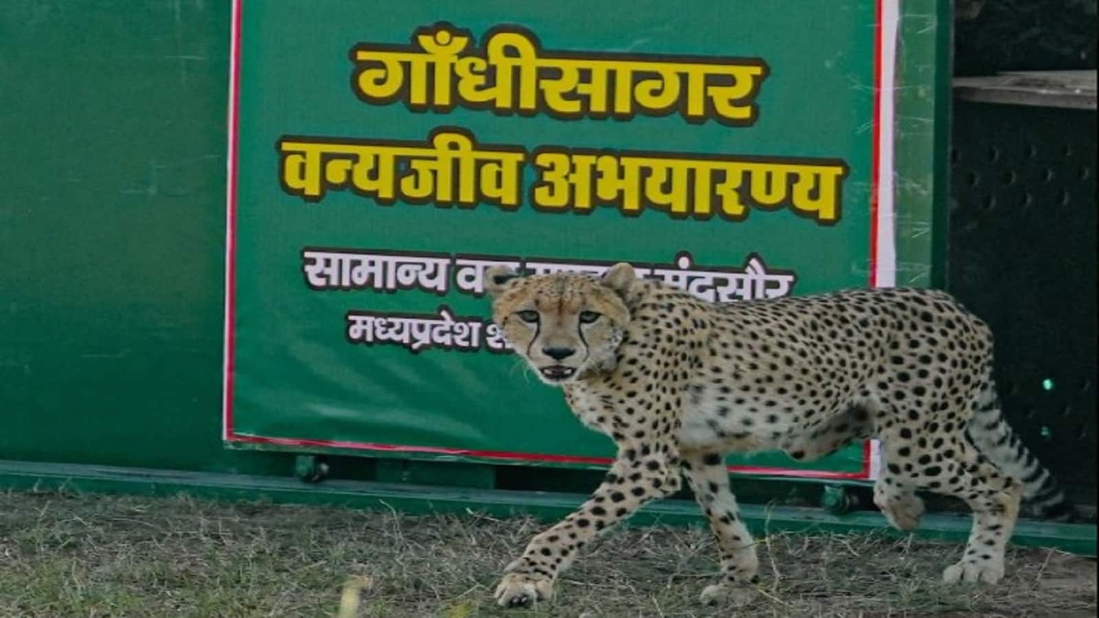 Project Cheetah: प्रोजेक्ट चीता के चौथे चरण में हुई राधा की एंट्री, इस मादा चीता की कहानी जानिए
